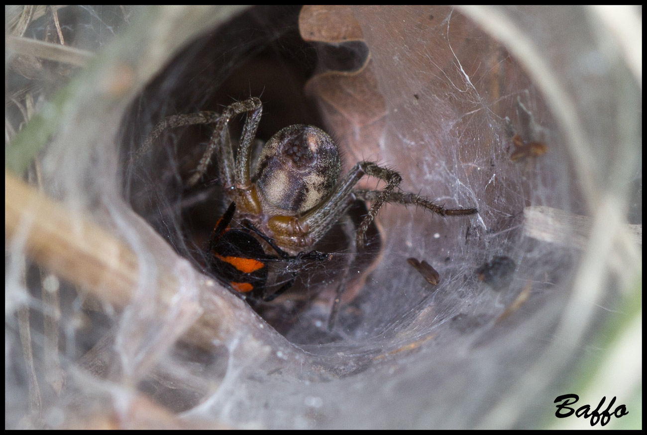 Agelena labyrinthica - Slovenia
